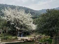 -树山生态村