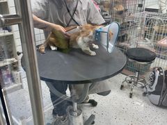 -唐小姐の猫狗洗护·购宠旗舰店(周浦万达店)