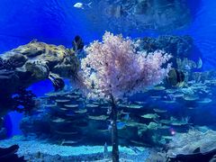 -海合安武汉极地海洋公园