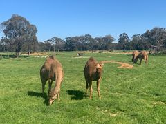 -威勒比开放式动物园