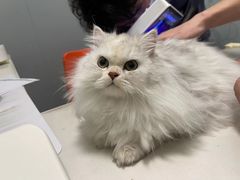-伟伟宠物医院·瑞派猫友好医院·猫科(光谷店)