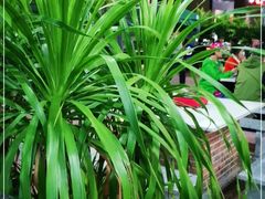 -墨脱石锅椰子鸡•香草鸭•东山羊(大东海店)