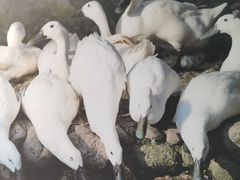 -渔梆子(长汀店)