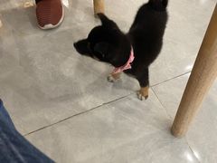 -柴犬小屋·柴餐厅·狗咖食堂(金鼎广场店)