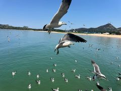 -海驴岛(荣成市)