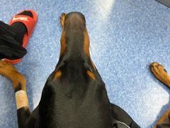 -爱诺耐芙动物医院(万博店)