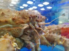 -盒马渔市(平高企业集团·平高广场店)