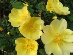 -汉堡王(龙德广场店)