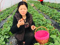 -喜杨洋草莓采摘园