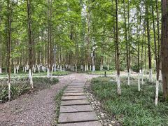 -桤木河湿地公园