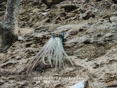 -栾川竹海野生动物园