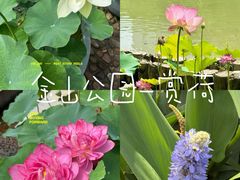 -金山公园