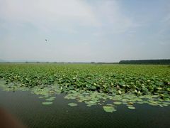 -微山湖红荷湿地景区