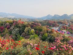 -贵州百里杜鹃风景名胜区