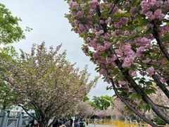 -嘉定紫藤园
