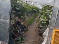 -马陆小张葡萄园农家乐