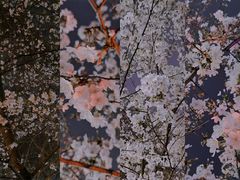 -鸡鸣寺