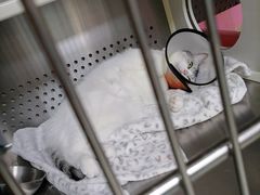 -艾贝尔宠物诊疗