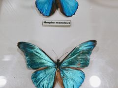 -上海大自然野生昆虫馆(东方明珠·爬宠昆虫探索中心)