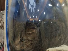 -美联众合动物医院·内科·皮肤科·外科(古城分院)