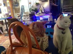 一桌子喵星人-Sirena海妖日咖夜酒