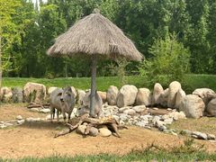 -北京野生动物园