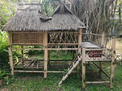 -西双版纳原始森林公园