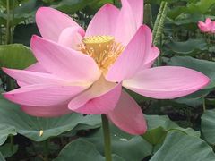 -莲花山花海