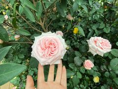 -花之城