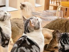 -有喵·猫咖·狗咖·30几只猫10只小狗(岗厦店)