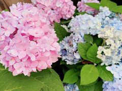 -上海共青森林公园