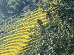 -紫鹊界梯田景区