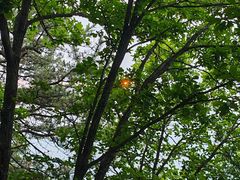 -帽儿山国家森林公园