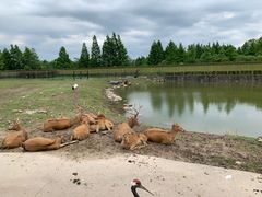 -上海野生动物园