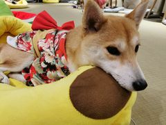 -逗柴咖啡屋·狗咖猫咖宠物桌游