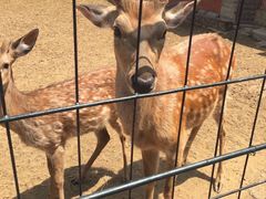 -大连森林动物园