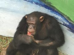 -西霞口神雕山野生动物世界