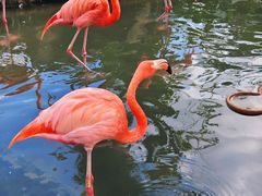 -海南热带野生动植物园