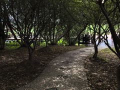 -荷塘月色湿地公园·向阳花洲