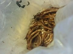 -水一方现烤鱿鱼丝大连特产(三八广场店)