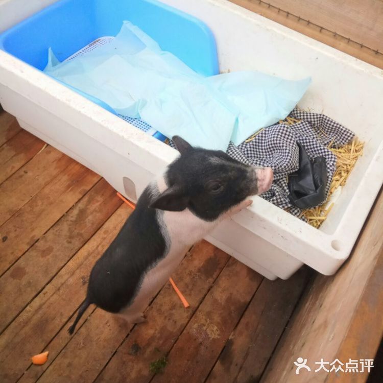 温馨甜蜜的农场体验[胜利]