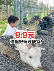 点击看大图 -前小桔亲子创意农场·草莓采摘·露营烧烤