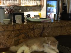 -more than meow吴止猫主题餐厅(承德 中船汇店)