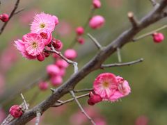-顾村公园