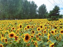 -长白岛森林公园