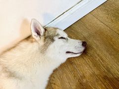 -Husky Go! 哈士奇体验馆·宠物咖啡厅狗咖