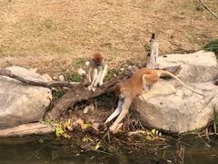 -上海野生动物园