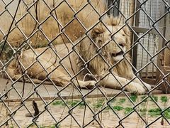 -合肥野生动物园