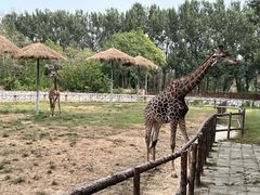 -北京野生动物园