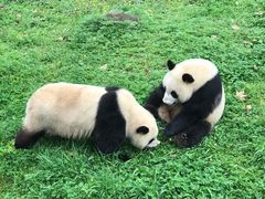 -都江堰中华大熊猫苑